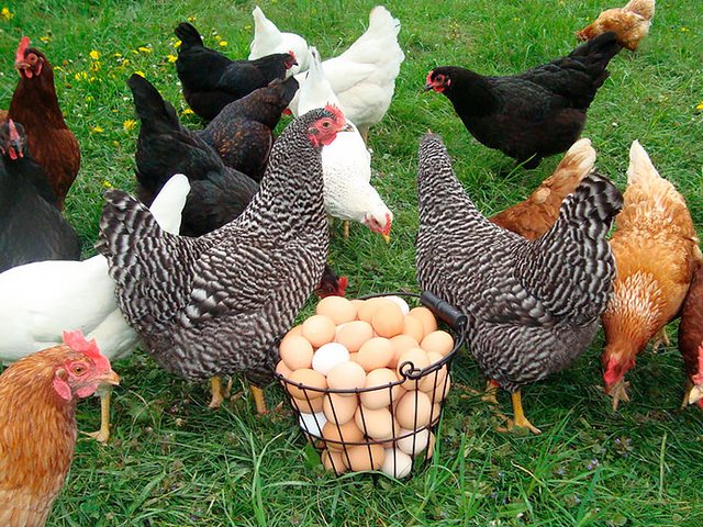 Содержание кур и уход за ними | ЗооТом - продажа, вязка и услуги для животных в Облучье