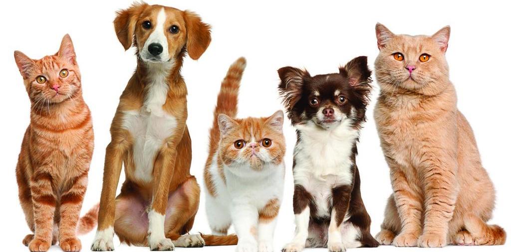 Доска объявлений о животных | ЗооТом - продажа, вязка и услуги для животных в Облучье