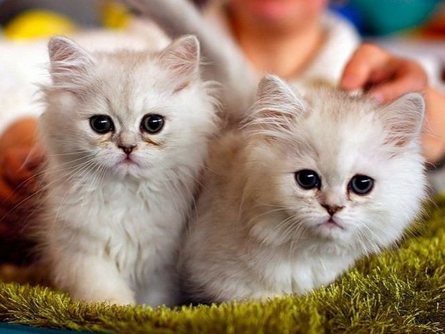 Породы кошек в Облучье | ЗооТом портал о животных