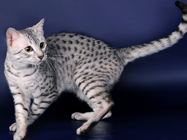Породы кошек в Облучье | ЗооТом портал о животных