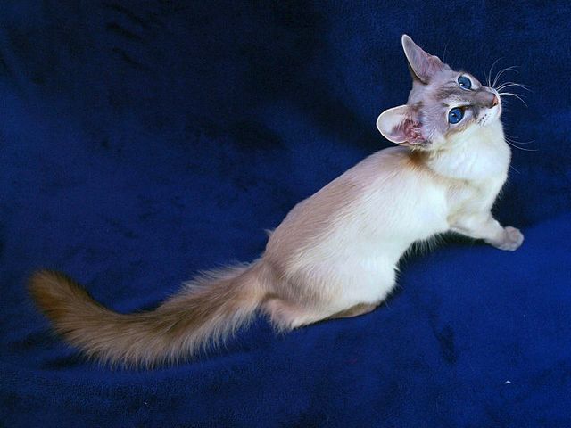 Выведенные породы кошек в Облучье | ЗооТом портал о животных