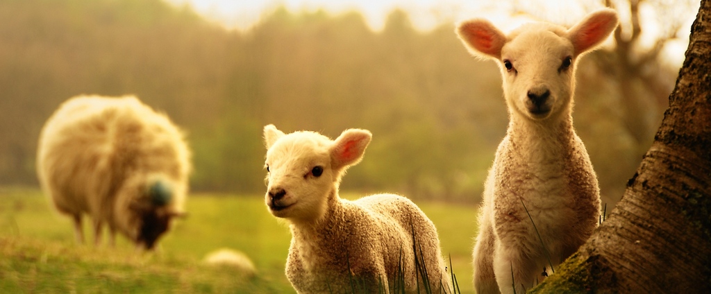 Объявления о сельскохозяйственных животных | ЗооТом - продажа, вязка и услуги для животных в Облучье