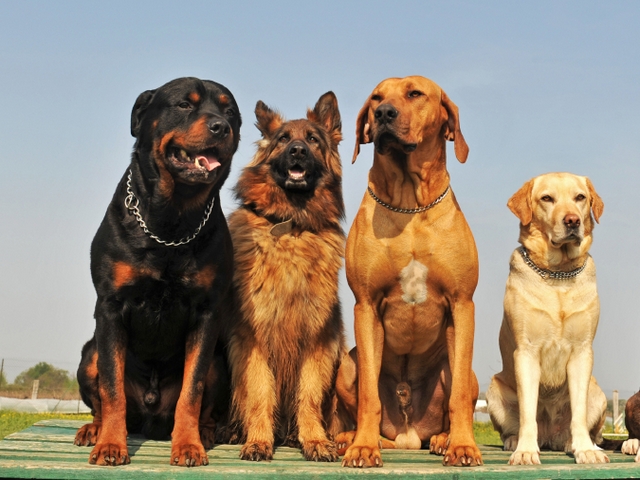 Крупные породы собак в Облучье | ЗооТом портал о животных